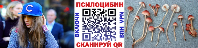Псилоцибиновые грибы Psilocybe  Шарыпово 